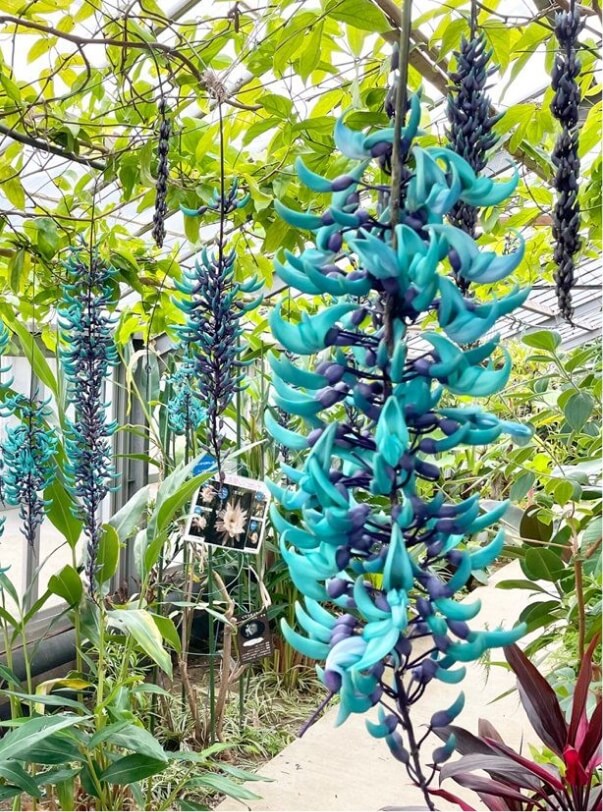 バニラの花って初めて!