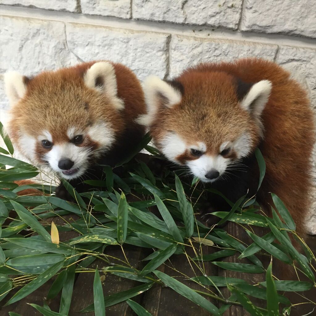 夢見ヶ崎動物公園