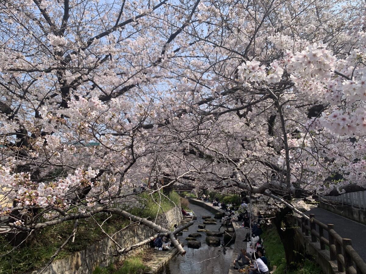 桜まつりに行く道で