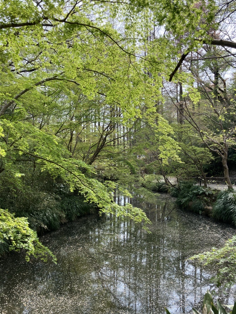 生田緑地の春