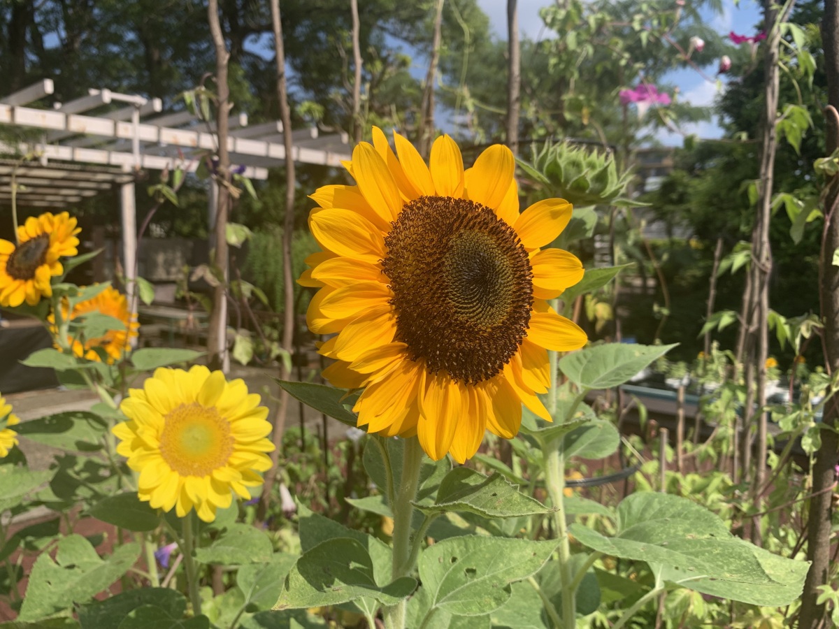 その名のとおり、太陽の方を向いてました。