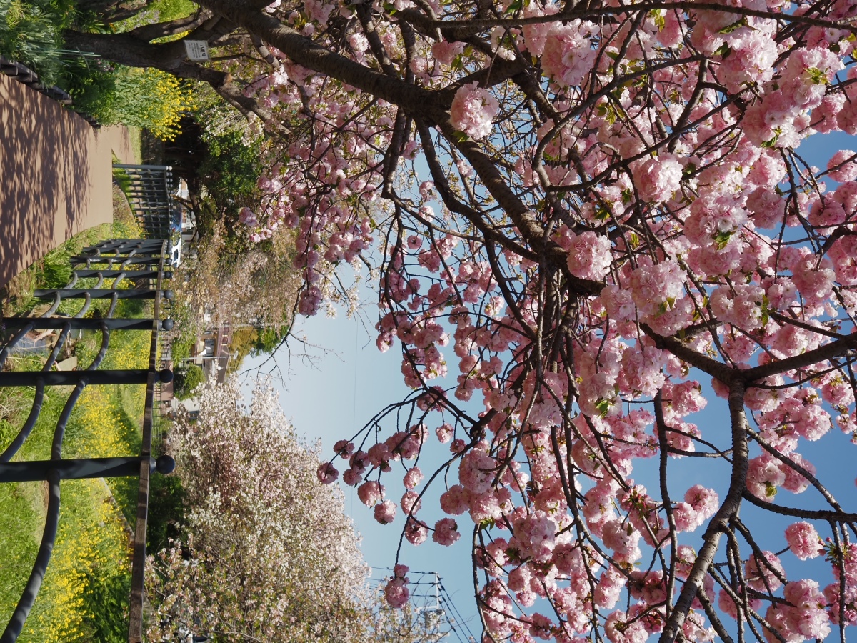 桜と菜の花（平瀬川）