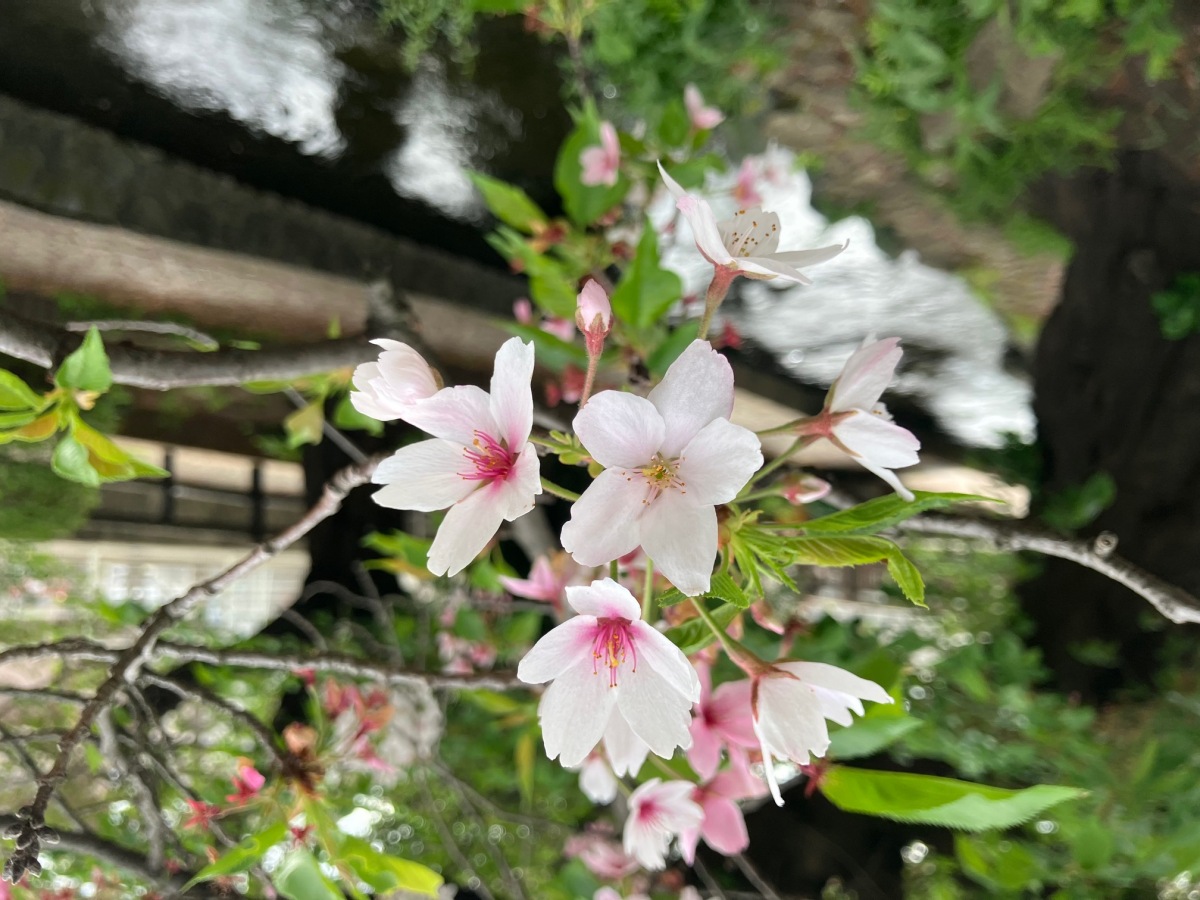 二ヶ領用水の桜（宿河原付近）