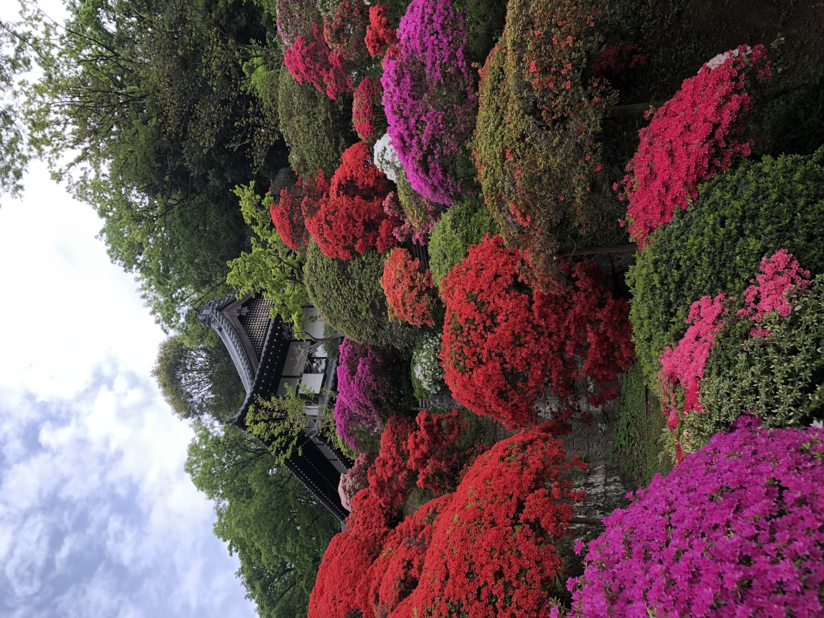 ツツジ（等覺院）
