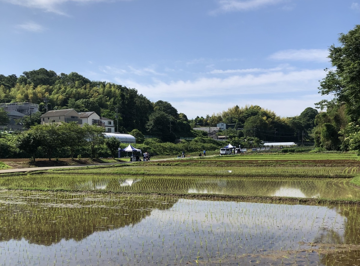 岡上の田んぼ