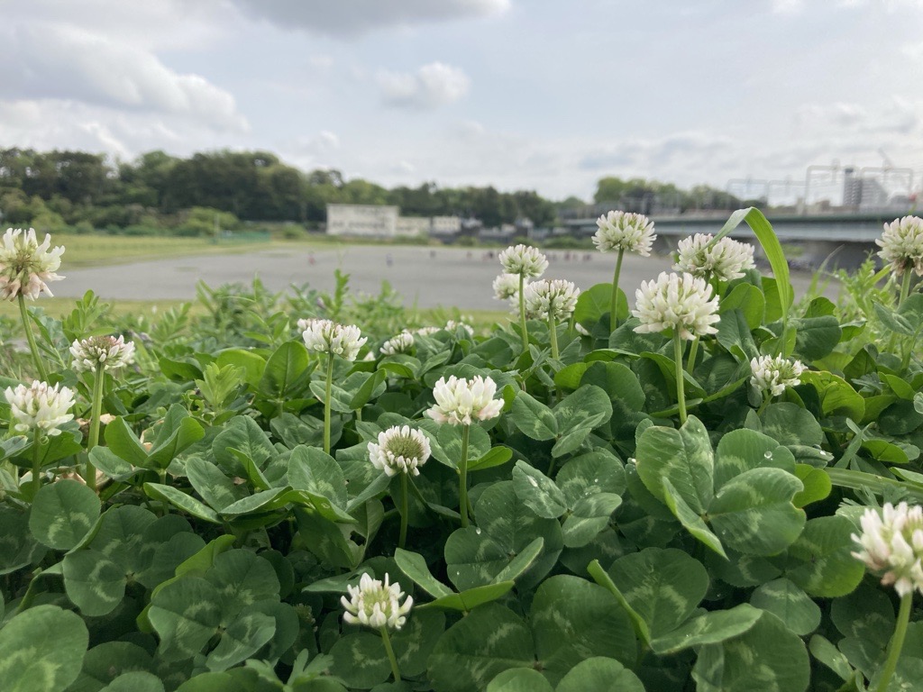 多摩川の風景（丸子橋付近）
