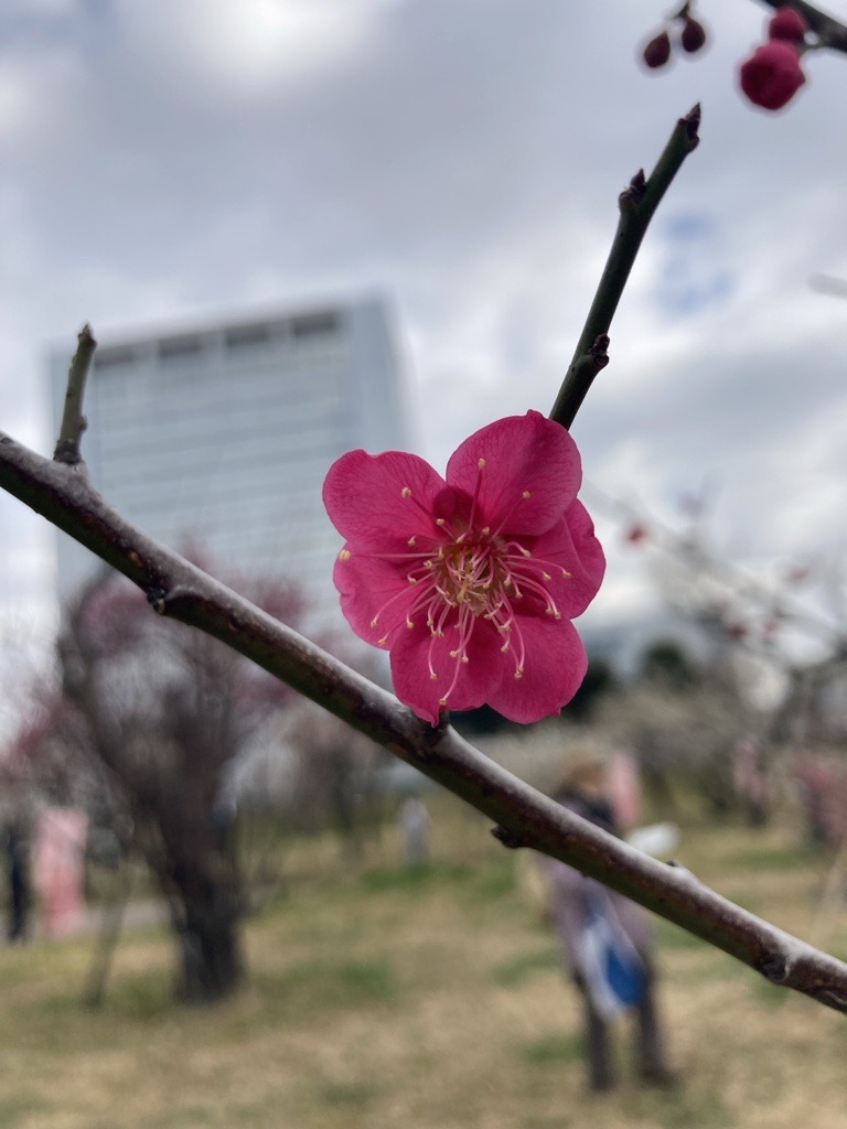 御幸公園の梅の花