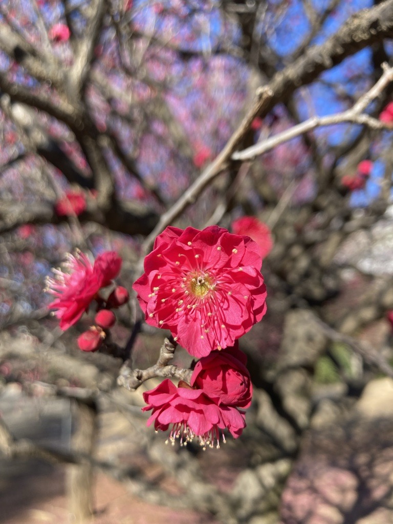 久地梅林公園