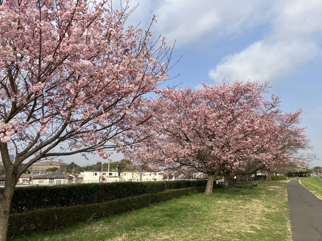 春のサイクリングロード