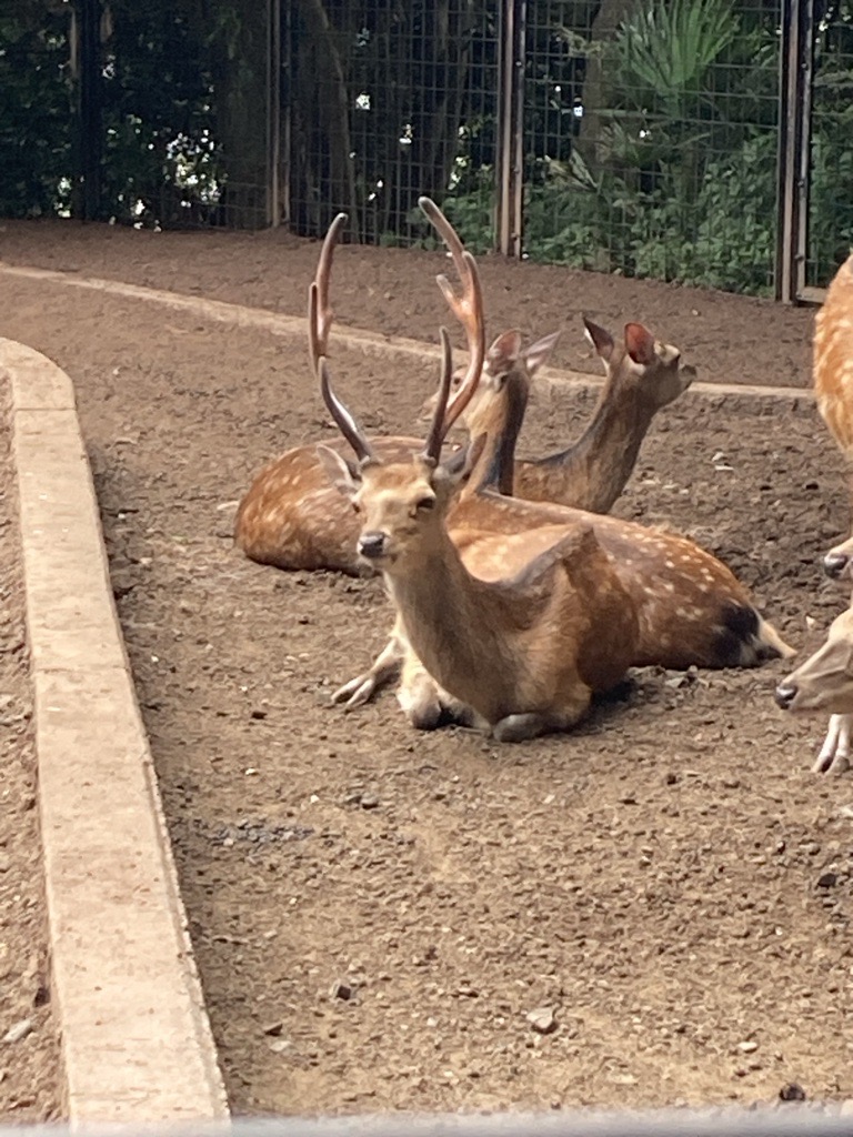 シカも休憩