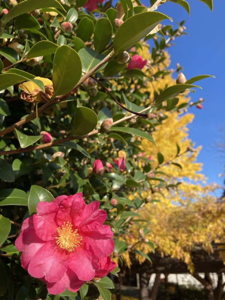 緑ヶ丘霊園