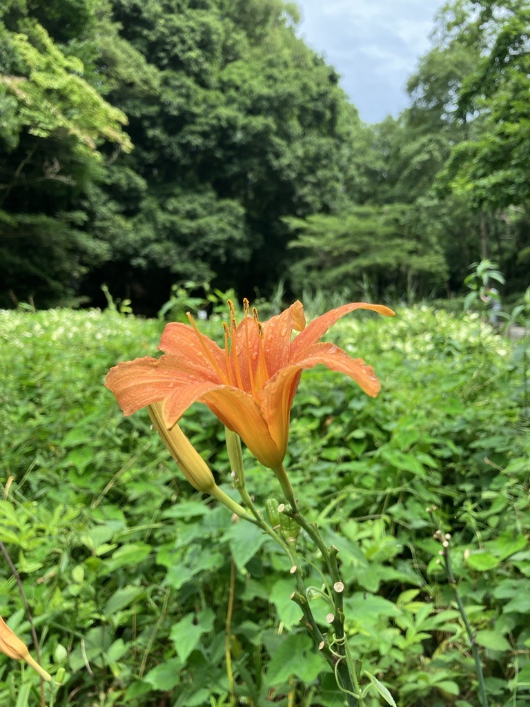 ノカンゾウ（県立東高根森林公園）