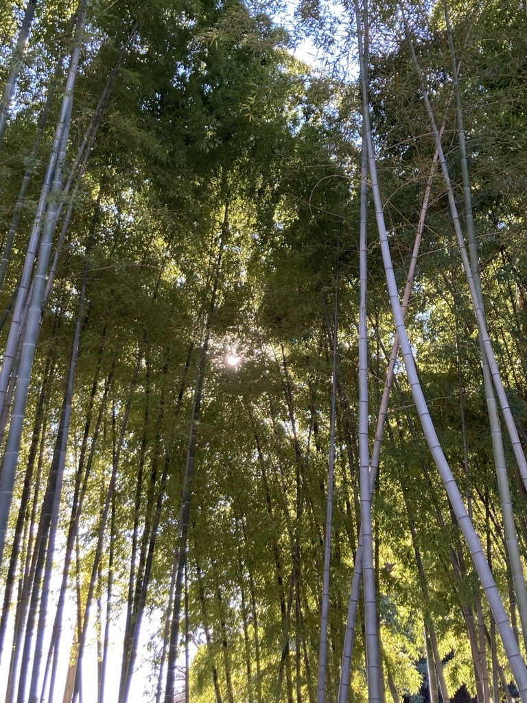 竹間の光