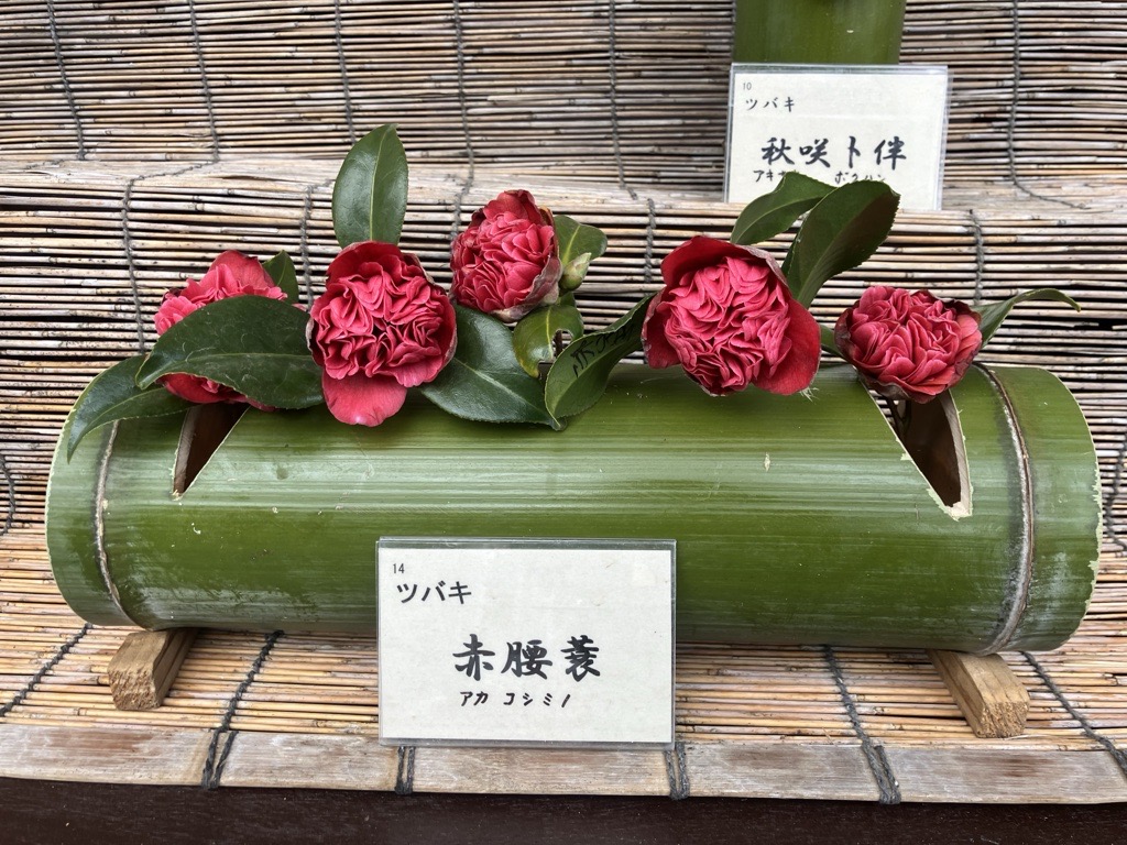 ツバキ（緑化センター）
