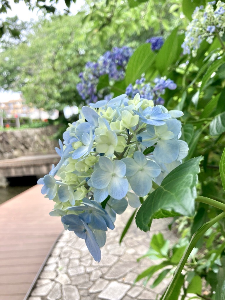 川沿いのあじさい
