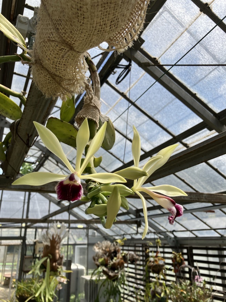バニラの花（緑化センター）