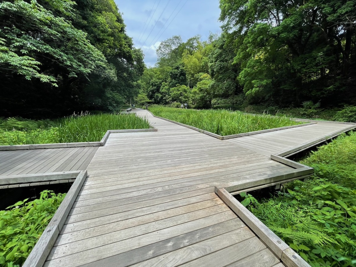 新緑の湿地（東高根森林公園）