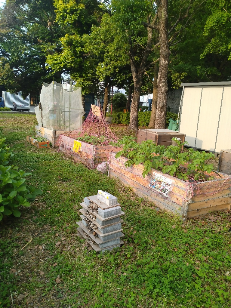 野菜だいすきファーム　（橘公園コミュニティ菜園での野菜栽培と公園の清掃）