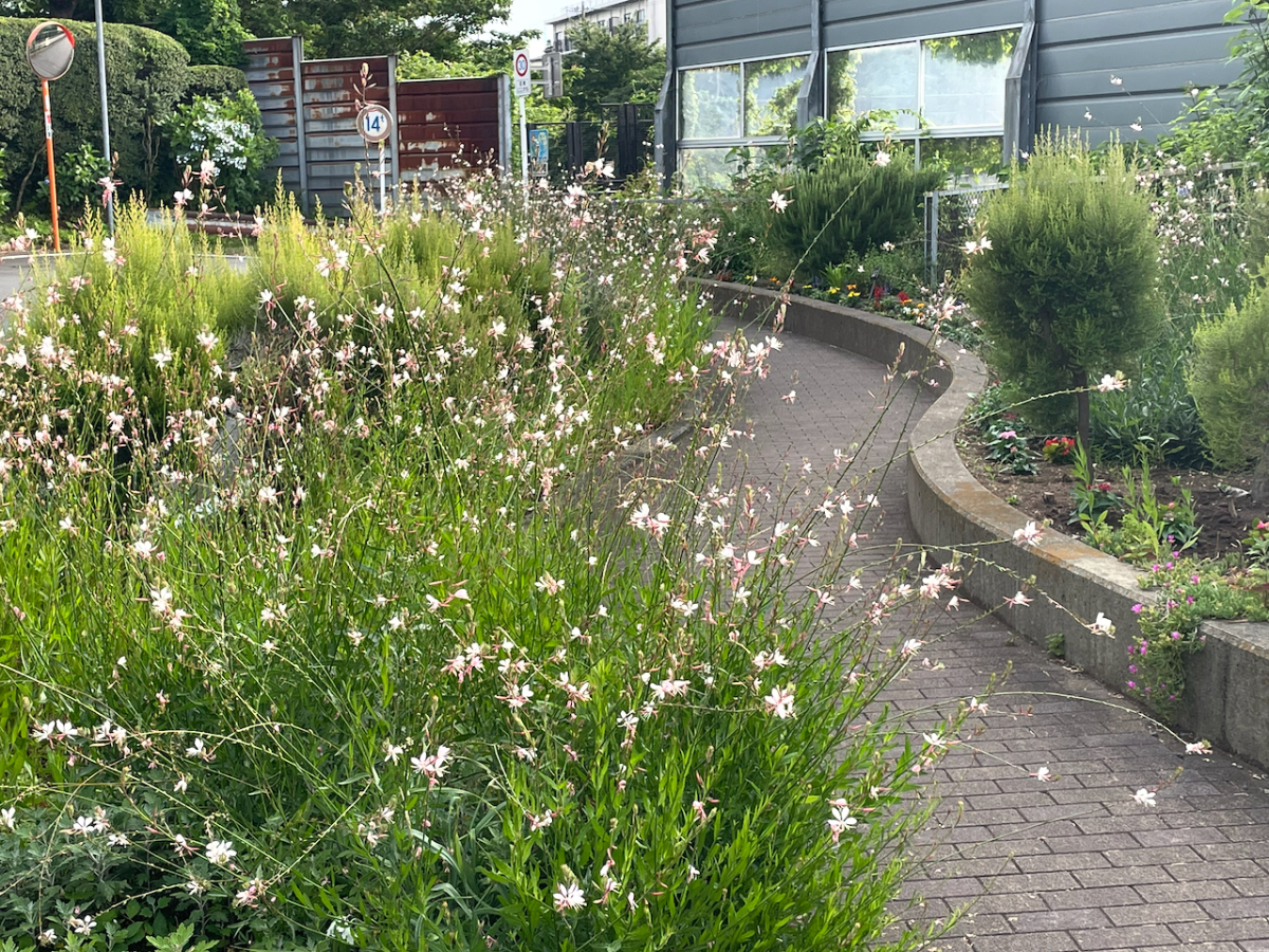 長尾花小径のガウラ（白蝶草）