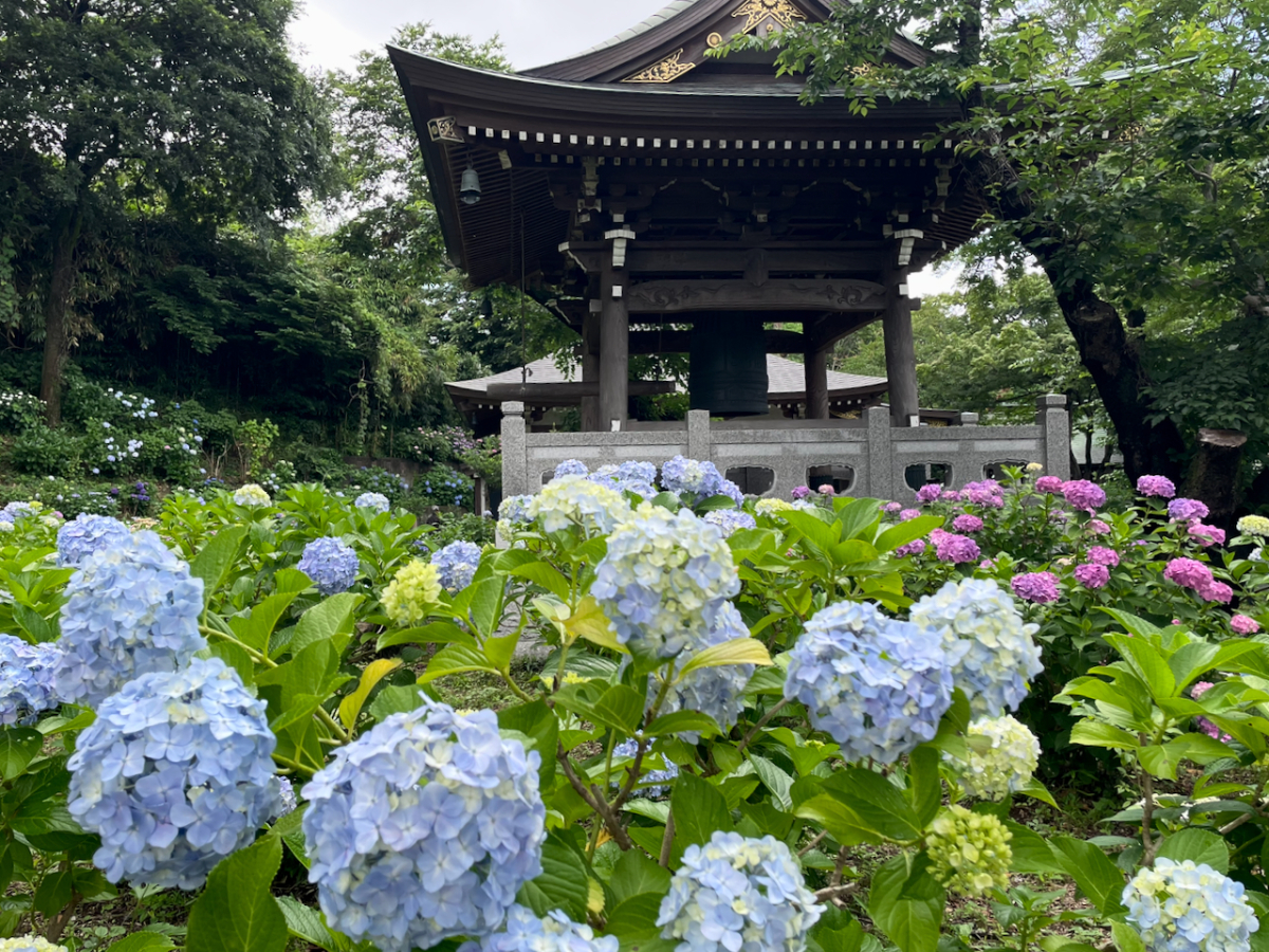 妙楽寺のアジサイ