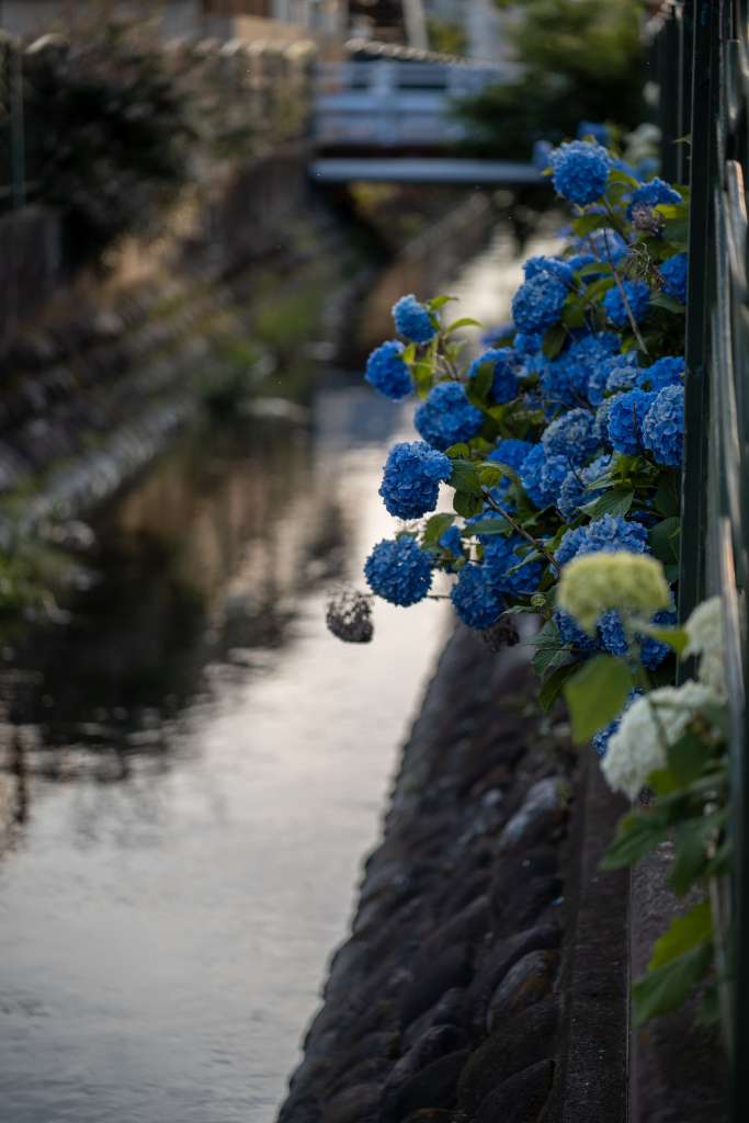 二ヶ領の紫陽花