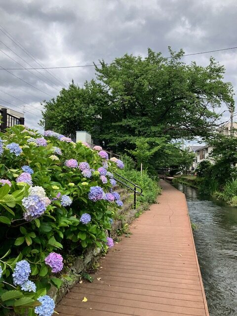 二ケ領用水沿いのアジサイ