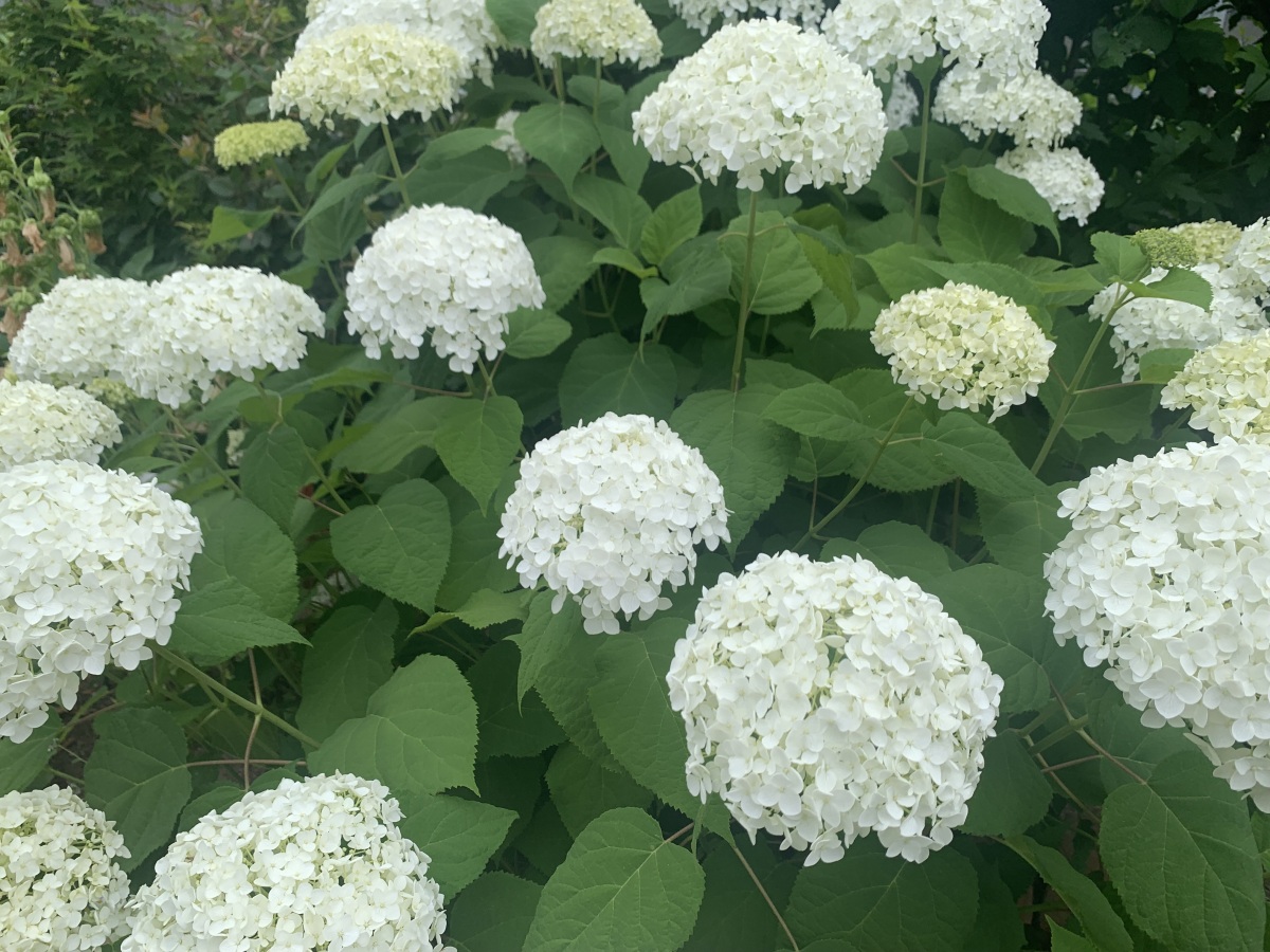 初夏を感じる