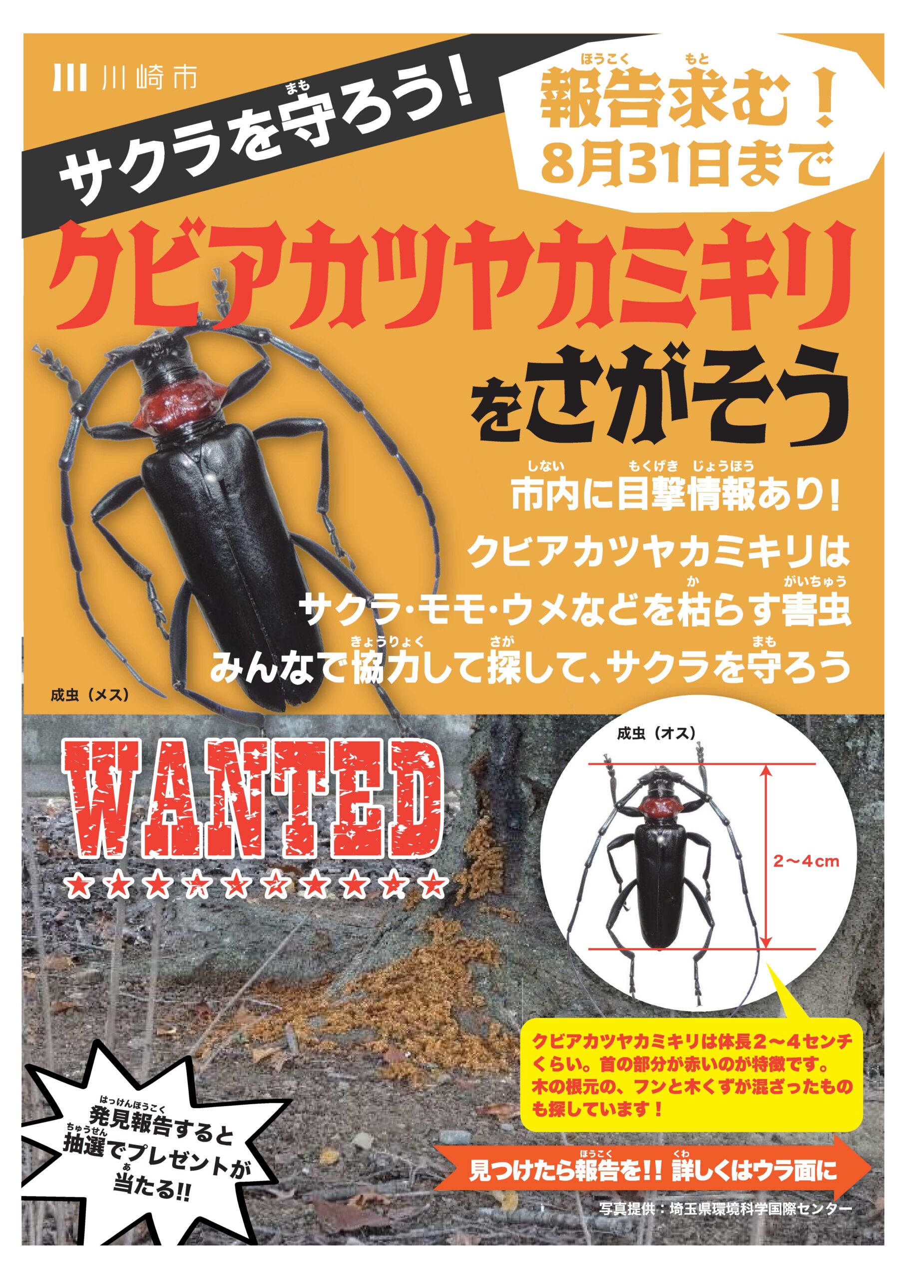 クビアカツヤカミキリをさがそう｜2026年ｰ川崎市