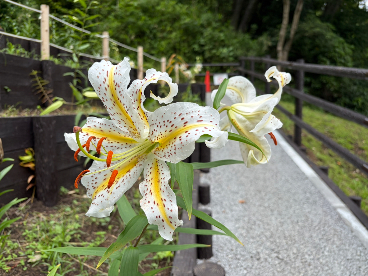 ユリ園（県立東高根森林公園）