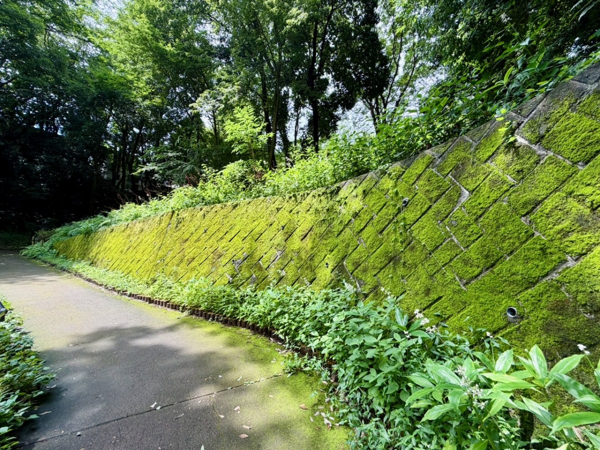 緑の坂道（県立東高根森林公園）