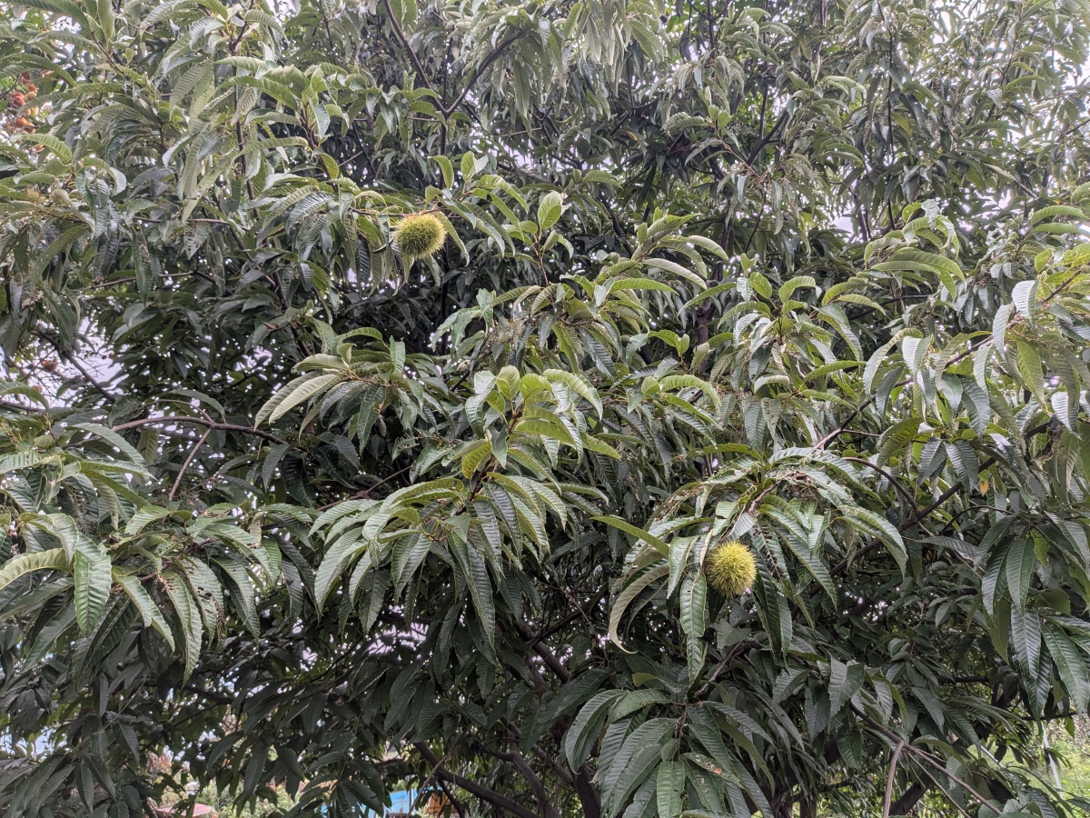 栗🌰