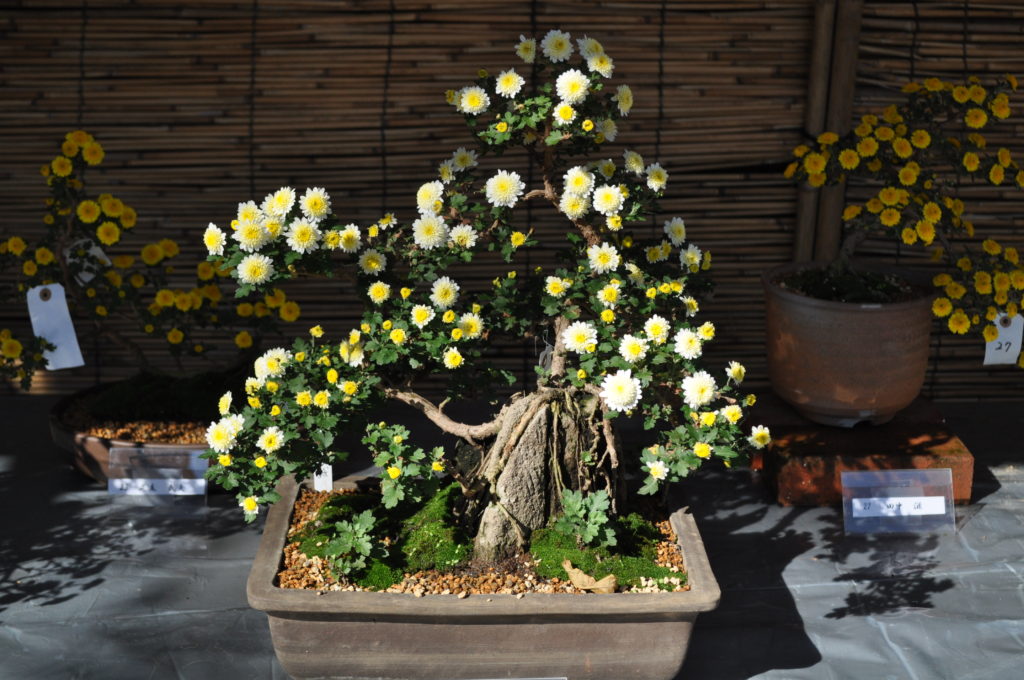 「小菊盆栽展」開催（川崎市緑化センター）｜2026年ｰ川崎市多摩区