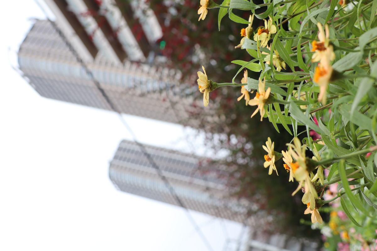 武蔵小杉駅 徒歩３秒の花園